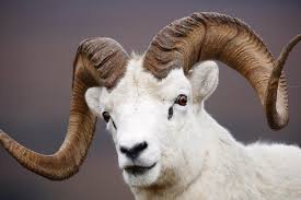 Mai 1971 bis zum 11. Dall Sheep Or Thinhorn Sheep Ovis Dalli Photograph By Paul E Tessier