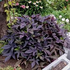 Maybe you would like to learn more about one of these? Blackie Ipomoea Plants For Sale Sweet Potato Vine Free Shipping