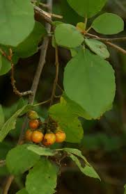 Image result for Cordia monoica