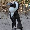 The toronto zoo will continue to offer virtual free and paid educational programming during this time. Https Encrypted Tbn0 Gstatic Com Images Q Tbn And9gcsf0esduvxwmqddwj6ilneryfn Jsc1ccsak5eobnq7e1wysx5r Usqp Cau
