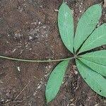 Image result for Cola chlamydantha