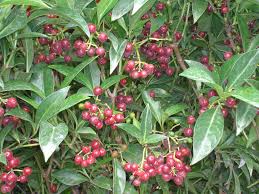 Image result for Landolphia ligustrifolia