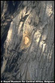 Image result for Quassia undulata