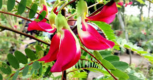 Image result for Sesbania grandiflora