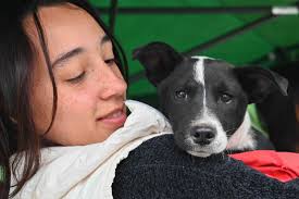 VGG SALUD 🐱El día sábado, llevamos adelante una jornada de esterilización  de mascotas en la Plaza a la Madre, donde también se hicieron  🐕tratamientos antisárnicos, desparasitaciones y vacunas contra la rabia.  💉Además,