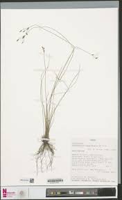 Image result for Bulbostylis pusilla