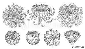 Chrysanthemum tattoos stand for joy, optimism and hope. Chrysanthemum Vector On Brown Background Chrysanthemum Flower By Hand Drawing Floral Tattoo Highly Detailed In Line Art Style Flower Tattoo Black And White Concept Stock Vector Adobe Stock