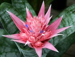 Das ist das neue ebay. Grow Bromeliads In Your Late Spring Garden
