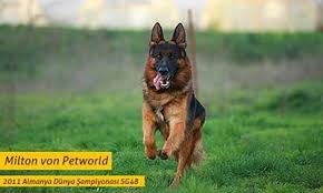 Sky In Oglu Dani Von Petworld Satista Alman Coban Kopegi Coban Kopegi Kopek Egitimi