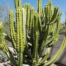 Image result for Euphorbia espinosa
