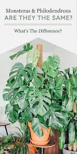 Monsteras Vs Philodendrons What S The Difference The Healthy Houseplant Philodendron Plant Philodendron Plants