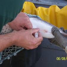 Collecting blood from the caudal vein, immediately posterior to the...