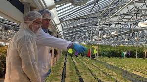 Canada's main stock index rose on thursday, helped by materials stocks and upbeat earnings by aphria inc, with. Aphria Jumps 21 1 On Quarterly Results Ahead Of Tilray Merger Warrior Trading News