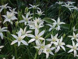 The leaves are like onion grass but not as long. Types Of White Flowers Stunning White Flowering Plants