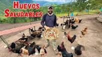🐓 Producción de HUEVOS DE CAMPO - GRANJA de gallinas felices 🪺🐓Josué y  Elie