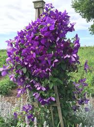 Clematis orientalis is a deciduous vine or scrambling shrub in the buttercup family ranunculaceae, that originates from asia and central europe. Queen Of The Vines Clematis Jackmanii From Growing Colors