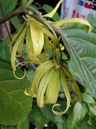 Selain itu, juga dikenal sebagai kenanga perdu (cananga odorata fruticosa), yang banyak ditanam sebagai hiasan di taman asli. Bunga Kenanga Sarini Roses Nursery Facebook
