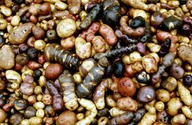 Potatoes The Real Treasure Of The Incas Potato Varieties Peruvian Recipes Types Of Potatoes