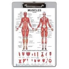 Human male and female anatomy complete 3d model. Muscle Anatomy For Female And Male Dry Erase Clipboard