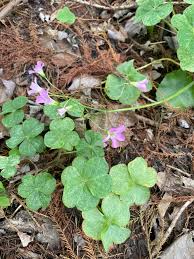 Image result for Oxalis debilis