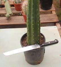 Los cuidados del cactus san pedro son más fáciles de lo que pueda parecer al principio, incluso conseguir que hagas sus grandes flores dado que su hábitat es una zona a gran altura y con lluvias frecuentes, esta especie puede soportar las temperaturas bajas mejor que la mayoría de cactus. Que Es San Pedro El Exotico Alucinogeno Que Pity Alvarez Tomo En La Previa De Su Noche Criminal Big Bang News
