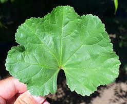 Image result for Malva