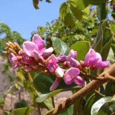 Image result for Monopsis zeyheri