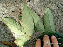 Image result for Centrolobium