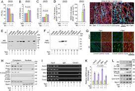 Inhibiting The Pkm2 B Catenin Axis Drives In Vivo Replication Of Adult Cardiomyocytes Following Experimental Mi Cell Death Differentiation