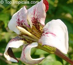 Image result for Rothmannia longiflora