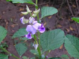 Image result for Crotalaria laburnifolia