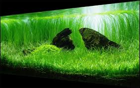 Selain tanaman karpet aquascape paling mudah, kamu pun bisa meletakkan kayu serta ornament lain yang akan menjadikan akuarium terlihat lebih enak dipkamung. 9 Jenis Tanaman Aquascape Yang Paling Mudah Dipelihara Bukareview