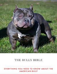 However, the weight of the american bully can vary a great deal and is not heavily considered for the breed standard so long as the height and weight are proportionate. Read The Bully Bible Everything You Need To Know About The American Bully Online By Bully King Magazine Books