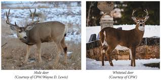 Free whitetail deer pictures wallpaper. Mule Deer Vs Whitetail Deer
