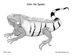 This collection includes mandalas, florals, and more. Iguana Coloring Page
