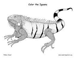 Whether it's to pass that big test, qualify for that big prom. Iguana Coloring Page