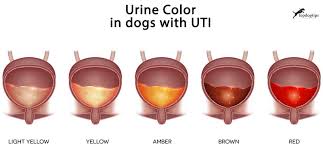 How do dogs get uti infections. Urinary Tract Infection In Dogs Science Based Prevention And Treatments