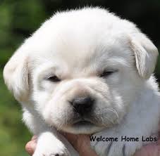 Buckeye puppies makes it easy to find healthy puppies from reputable dog breeders across pennsylvania, ohio, and more. Labrador Puppies For Sale Mn Lab Puppies Minneapolis Lab Pups Mn Welcome Home Labs Located In Minnesota Labrador Puppies For Sale Puppies Lab Puppies