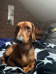 Image result for jezevčík hladkosrstý