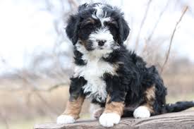 They are non shedding and are hypoallergenic as well! Mini Bernedoodle Puppies For Sale Mini Bernedoodle Breeder