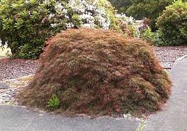 How to prune a japanese maple. Pruning Japanese Maples Seattle S Favorite Garden Store Since 1924 Swansons Nursery
