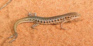 We did not find results for: Serba Serbi Hewan Kadal Bisa Menumbuhkan Ekor Lebih Dari Satu Halaman All Kompas Com