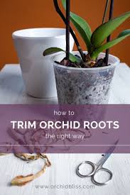 Große auswahl an orchid glas. Trimming Orchid Roots The Complete Guide Orchid Bliss