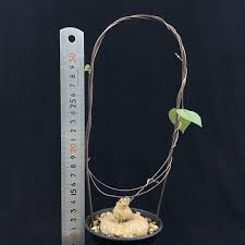Image result for Ceropegia papillata