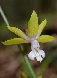 Image result for Calanthe