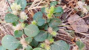 Image result for Alternanthera pungens