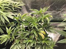 Suitable hedging plants include berberis, hawthorn, oleaster and sea buckthorn. Taco D Leaves And Some Yellow Brown Spots Wind Burn Microgrowery