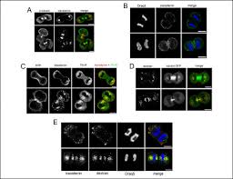 However, recent progress in microscopy, chemical. Endocytosis Resumes During Late Mitosis And Is Required For Cytokinesis Journal Of Biological Chemistry