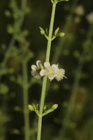 Image result for Scoparia