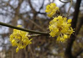 Cornelian Cherry Cornus Mas Is Actually A Dogwood That Blooms Mid To Late Winter Followed By Edible Red Fruits In Fall Cornus Mas Dogwood Dogwood Trees